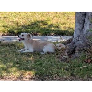 Image of unknowm, Found Dog