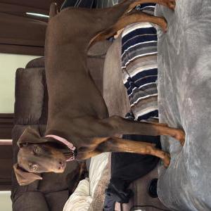 Lost 1 Suzy (NJ)