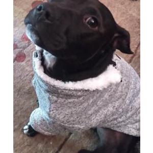 Lost Dog Huckleberry