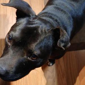 2nd Image of Huckleberry, Lost Dog