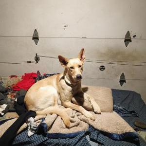 Image of Summer, Lost Dog