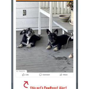 Image of Laura, Found Dog