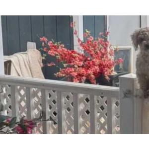 Image of chanel, Lost Dog