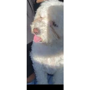 Lost Dog Coco