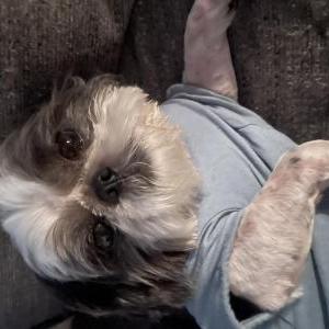 Image of Andy, Lost Dog