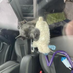 Image of Luna, Lost Dog