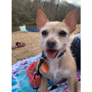 Image of Max, Lost Dog
