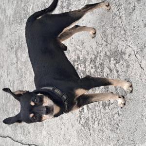 Found Dog Unknown