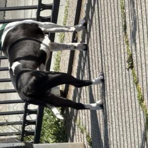 Image of Banks, Lost Dog