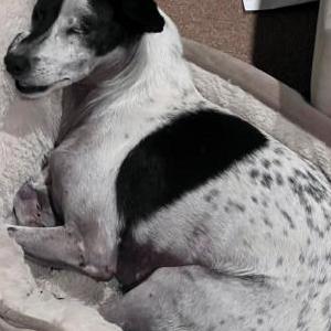 Image of Sully, Lost Dog