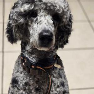 Image of Duke, Lost Dog