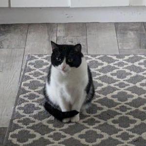 Image of Hei Bai, Lost Cat