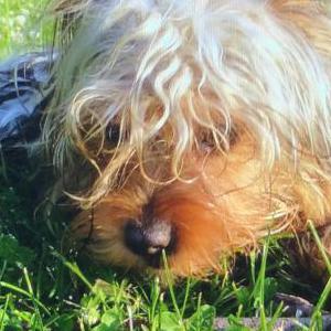 Image of Mac, Lost Dog