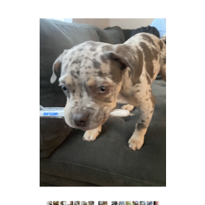 Lost Dog enzo