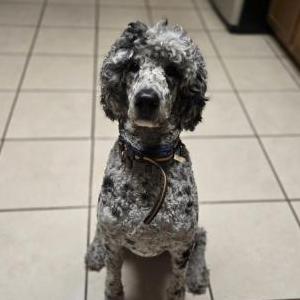 Image of Duke, Lost Dog