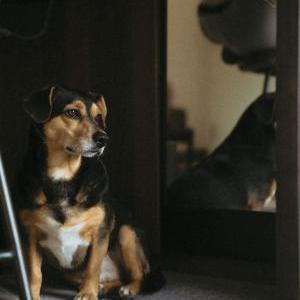 Image of Ferky, Lost Dog