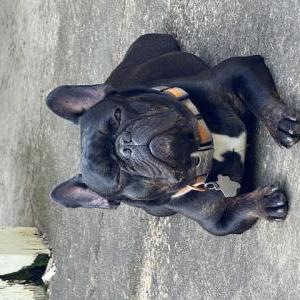 Image of Taz, Lost Dog