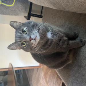 Lost 2 Oscar (PA)