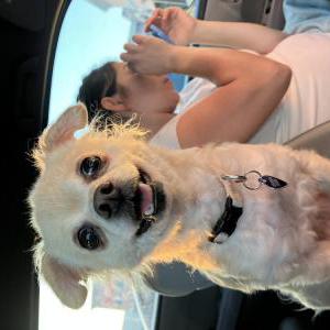 Image of Ginger, Lost Dog