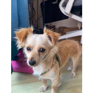 Image of NA, Found Dog