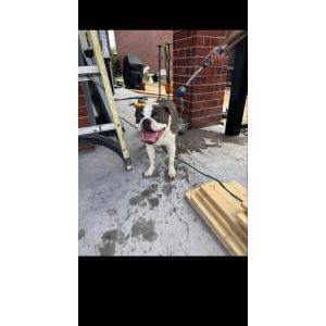 Lost Dog Max