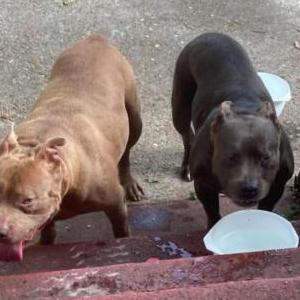 Image of Biggie, Lost Dog