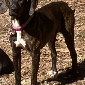 Lost Dog LulaBelle