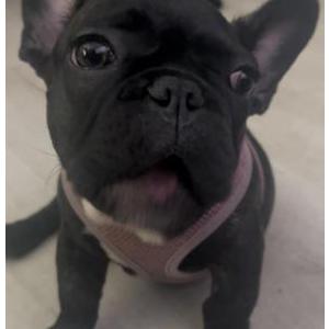 Image of Pepper, Lost Dog