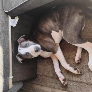 Image of Sweetpee, Lost Dog