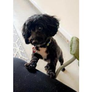 Image of Pepper, Lost Dog