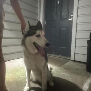 Image of No segura, Found Dog