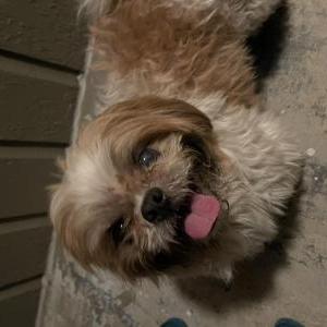 Image of Unknown, Found Dog