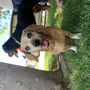 Image of Marley, Lost Dog