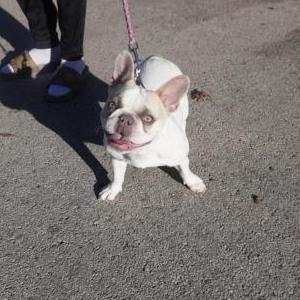 Image of koda, Lost Dog