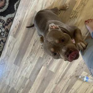 Image of Unknown, Found Dog