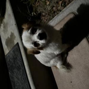 Lost Dog Nikki