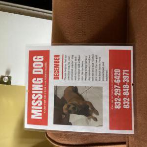 Image of December, Lost Dog