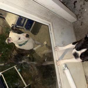 Lost Dog Pepper Pearl