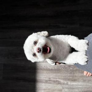 Image of Daisy, Lost Dog