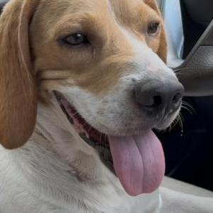 Image of Unknown, Found Dog