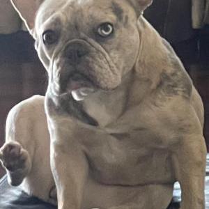 Lost Dog Nova