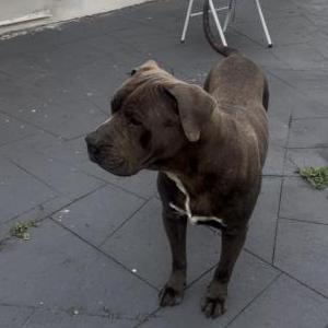Lost Dog Dito