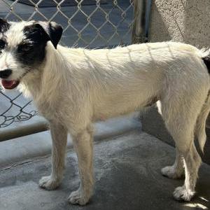 Image of Unknown, Found Dog