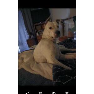 Lost Dog Daisy