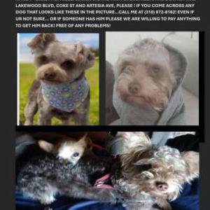 Image of Kitkat, Lost Dog