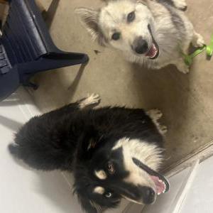 Image of Unknown, Found Dog