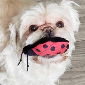 Image of Momo, Lost Dog