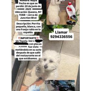Lost Dog Nayla