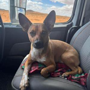 Lost Dog Bori