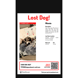 Image of Minnie, Lost Dog